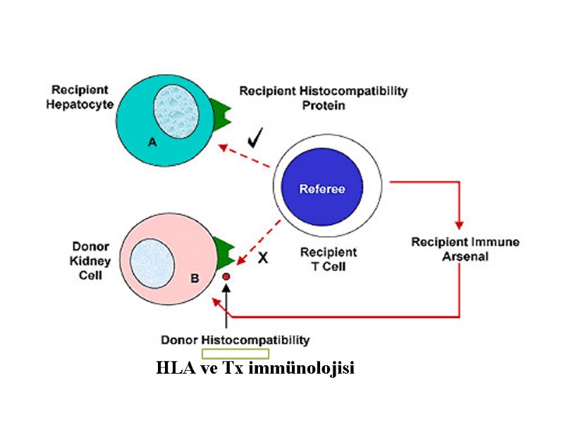 HLA ve Tx immünolojisi